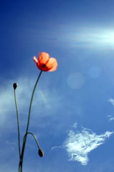 Poppy,Sky