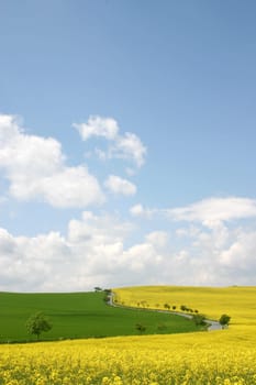 Landscape,Rapeseed field