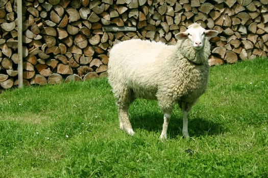Sheep,Meadow