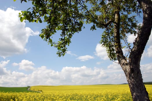 Tree,rapeseed field,sky