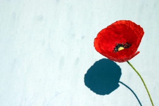 Poppy,Wall,Shadow