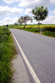 Road,Rapeseed field,Landscape