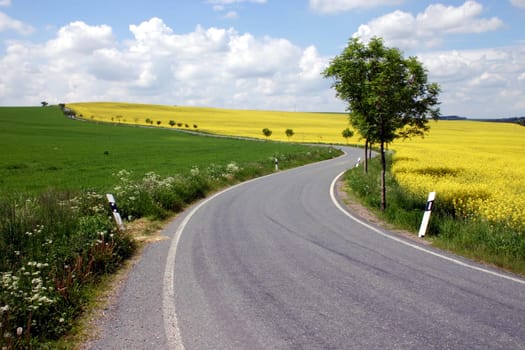 Road,Rapeseed field,Landscape