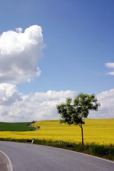 Road,Rapeseed field,Landscape