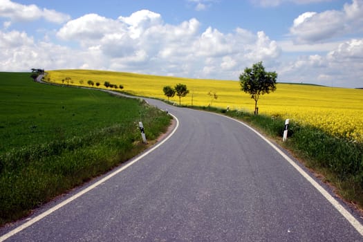 Road,Rapeseed field,Landscape