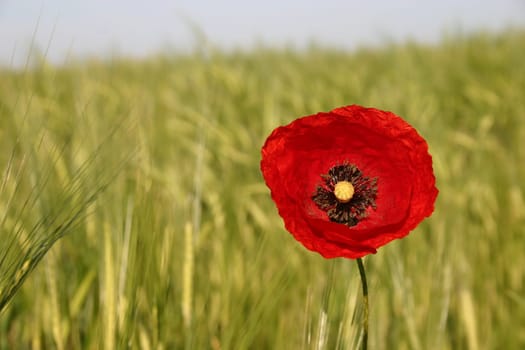 Poppy,Field