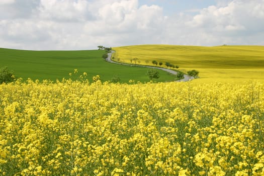 Landscape,Rapeseed field