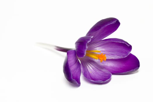 Lying crocus on a white background