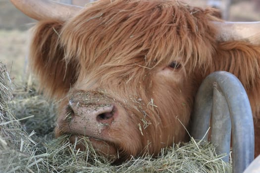 Shaggy