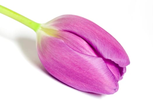Lying pink tulip on white background