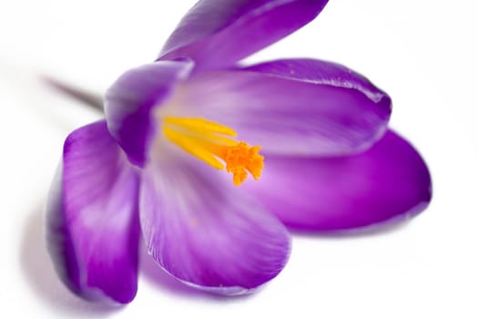 purple crocus