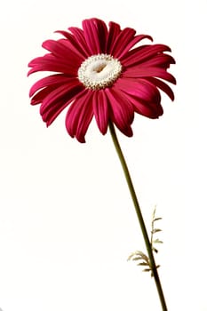 Gerbera,red