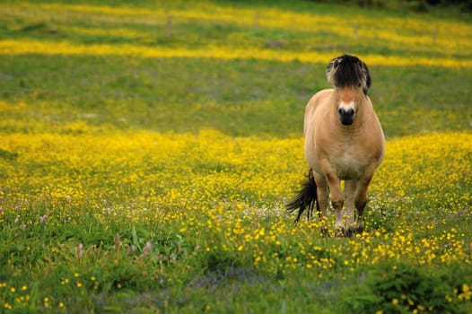 Horse on flower meadow
