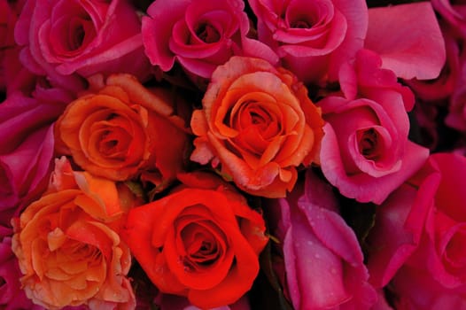 red roses