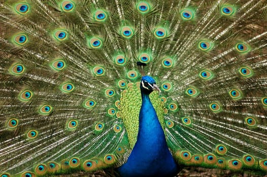 Peacock with wheel
