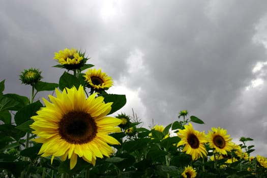 Sunflowers,Cloudy Sky