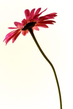 Gerbera,red