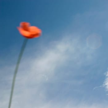 Poppy,cloudy sky