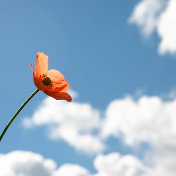 Poppy,cloudy sky