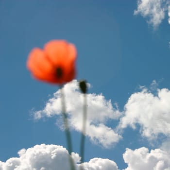 Poppy,cloudy sky