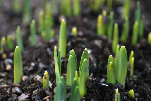 Daffodil sprouts