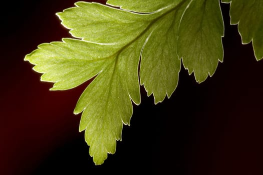 green leaf in backlight