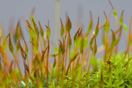 blooming moss cushion