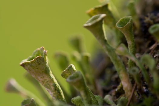 Goblet lichen