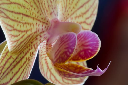 Phalaenopsis hybrid Vluyn dwarf