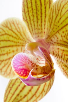 Phalaenopsis hybrid Vluyn dwarf