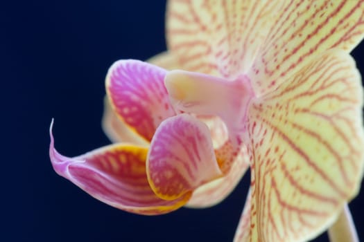 Phalaenopsis hybrid Vluyn dwarf