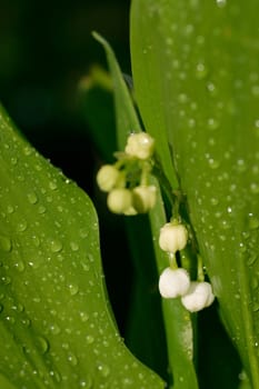 Lily of the valley,dewdrops