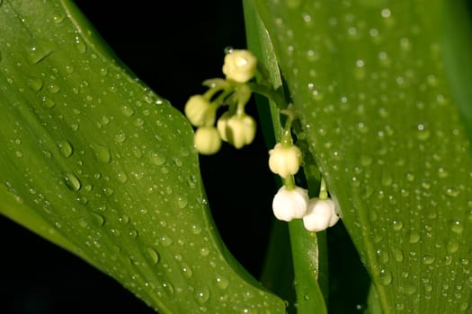 Lily of the valley,dewdrops