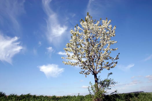 Tree,Blossoms,Cloudy Sky