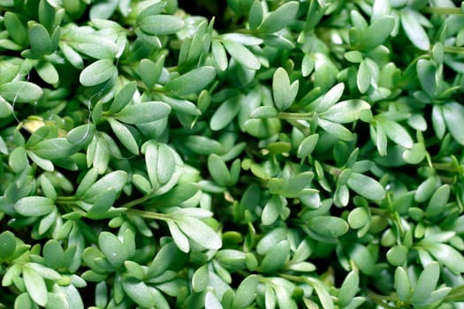 Garden herbs