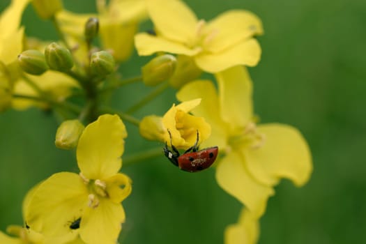 Ladybug on flowers
