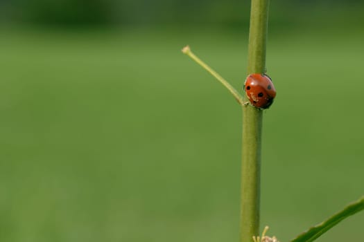 Ladybird