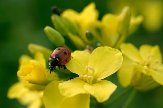 Ladybug on flowers