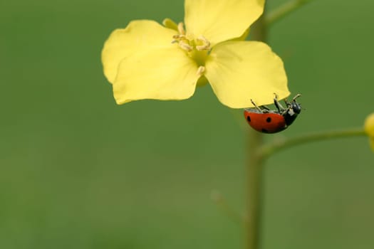 Ladybug on bloom