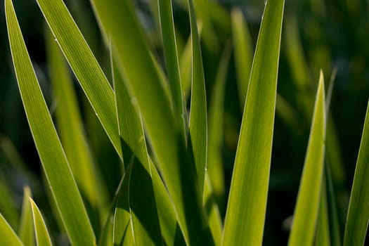 Leaves
