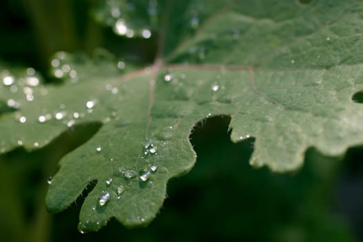 Leaf,Raindrops