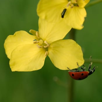 Ladybug on bloom