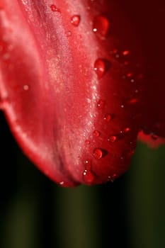 Tulip,Raindrops