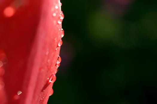 Tulip,Raindrops