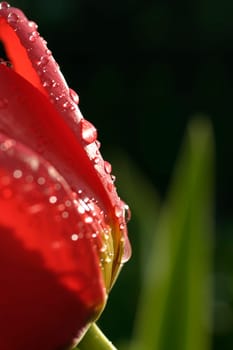 Tulip,Raindrops