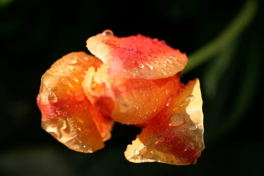 Tulip,Raindrops