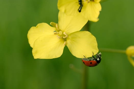 Ladybug on bloom