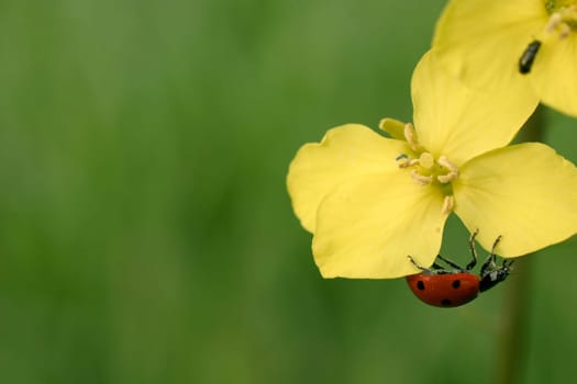 Ladybug on bloom
