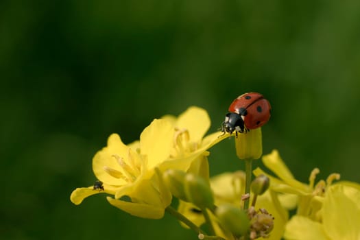 Ladybug on bloom