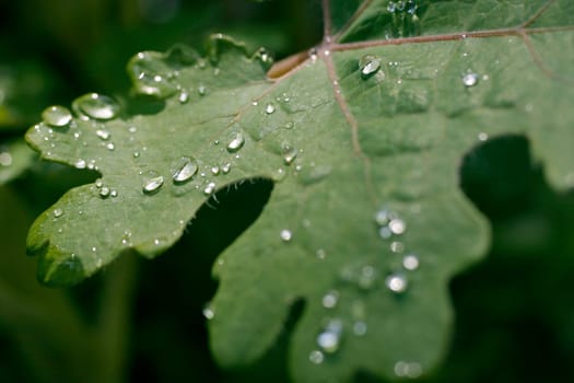 Leaf,Raindrops